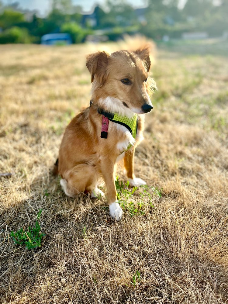 Hundetreffen-Spazieren gehen mit Dolly-Profilbild