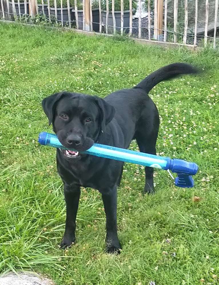 Hundetreffen-Jack sucht Freunde-Profilbild