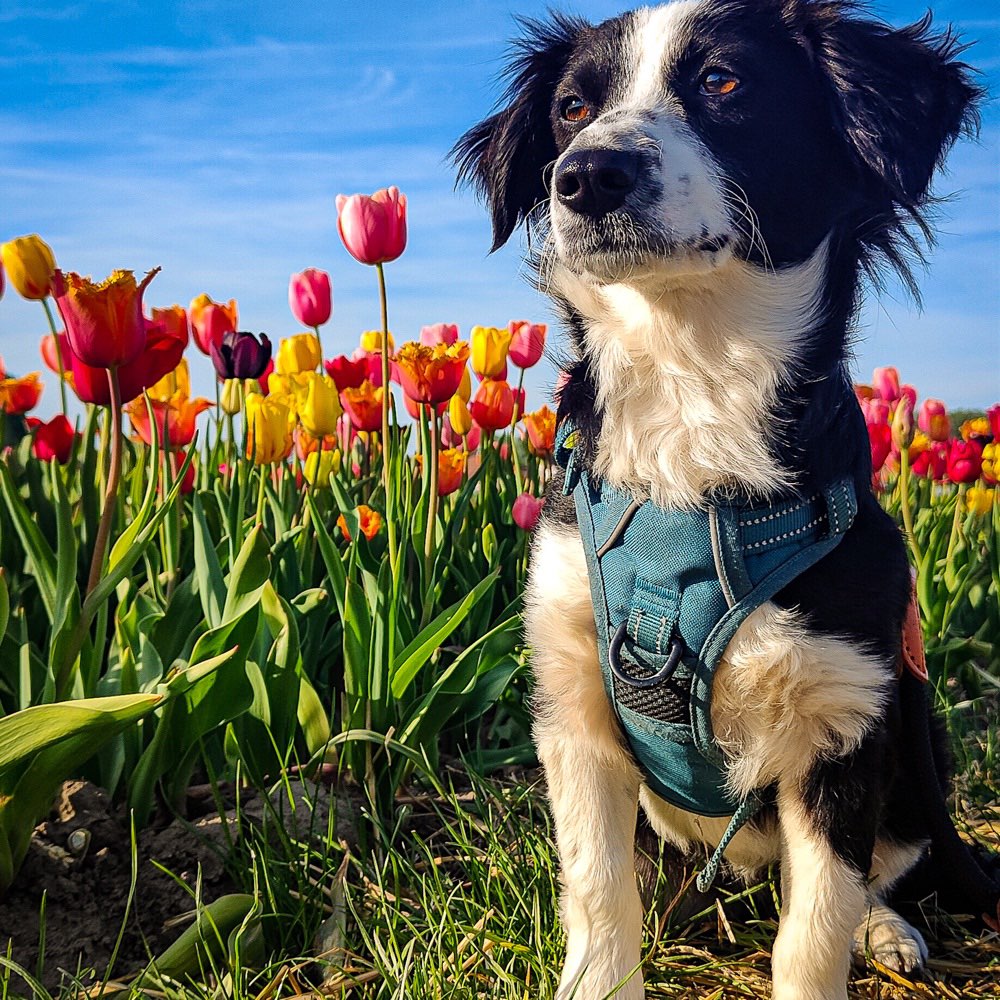 Hundetreffen-Sozialisierungsrunde Eich und Umgebung-Profilbild