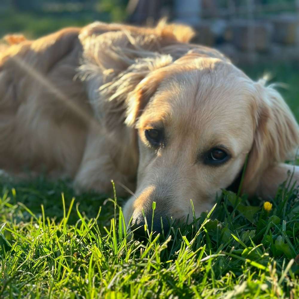 Hundetreffen-Spaziergänge, Spieletreffen-Profilbild