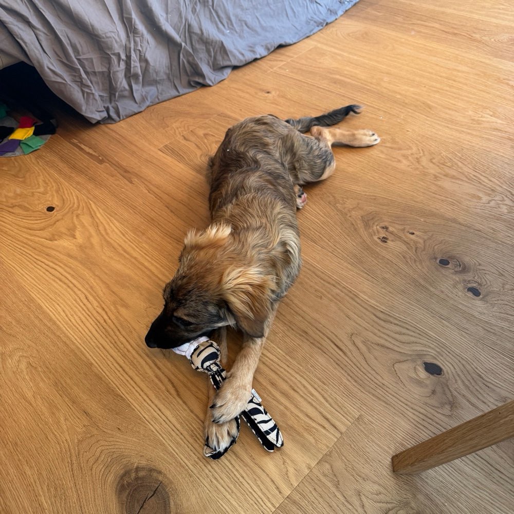 Hundetreffen-Spiel- und Gassifreund gesucht-Profilbild