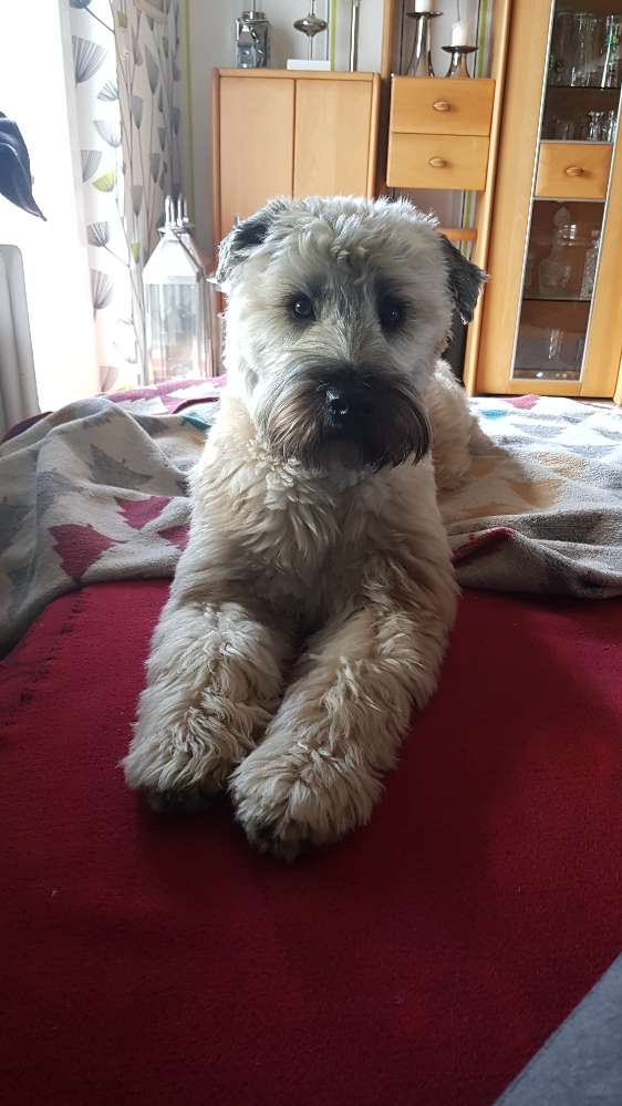 Hundetreffen-Spiel- und Gassirunde-Profilbild