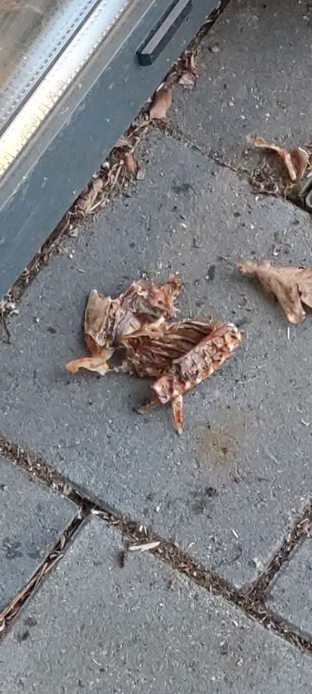 Giftköder-Rattenkadaver am Aldi-Profilbild