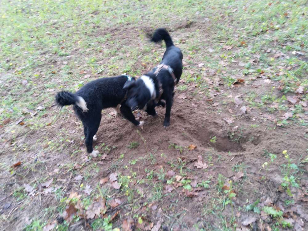 Hundetreffen-Hundegruppen Treff-Profilbild