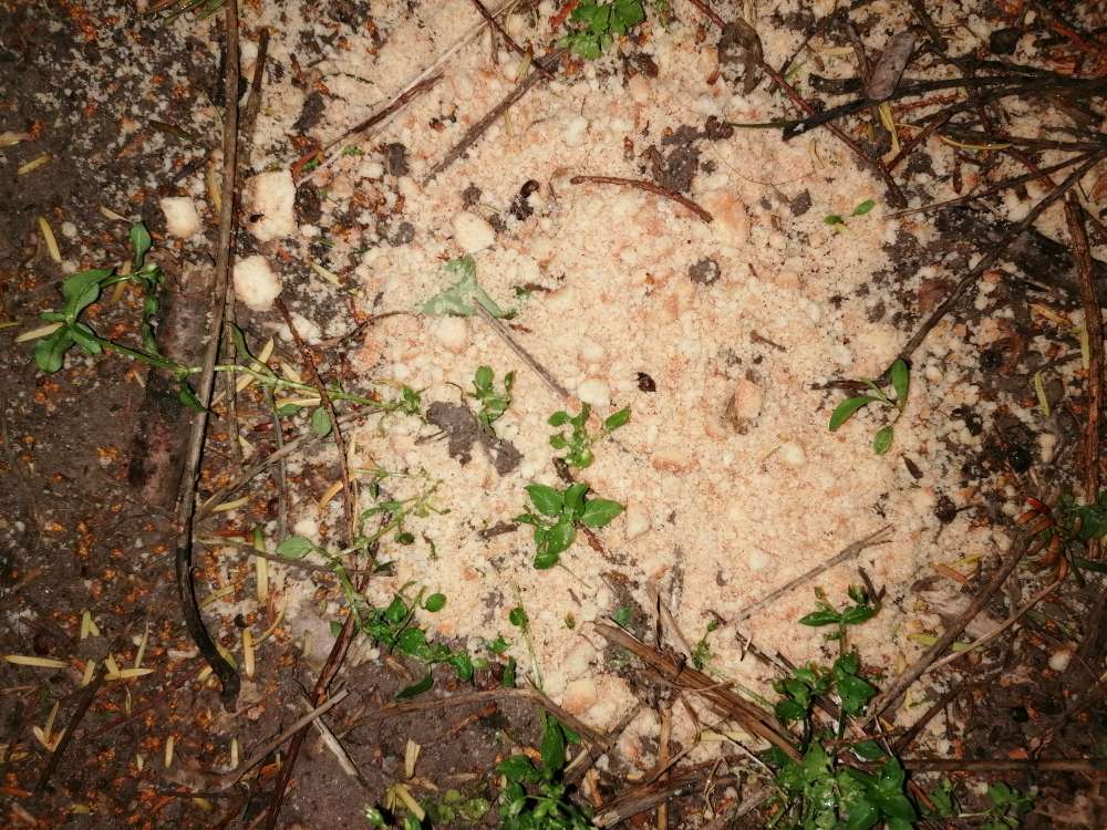 Giftköder-Wahrscheinlich Giftköder-Profilbild