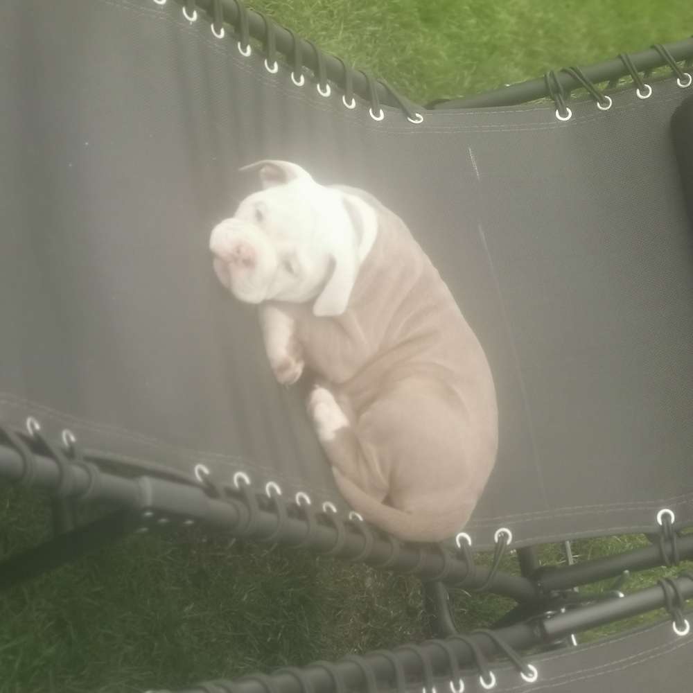 Hundetreffen-Ich bin das neue Familien Mitglied und suche andere Welpen zum Spielen-Profilbild