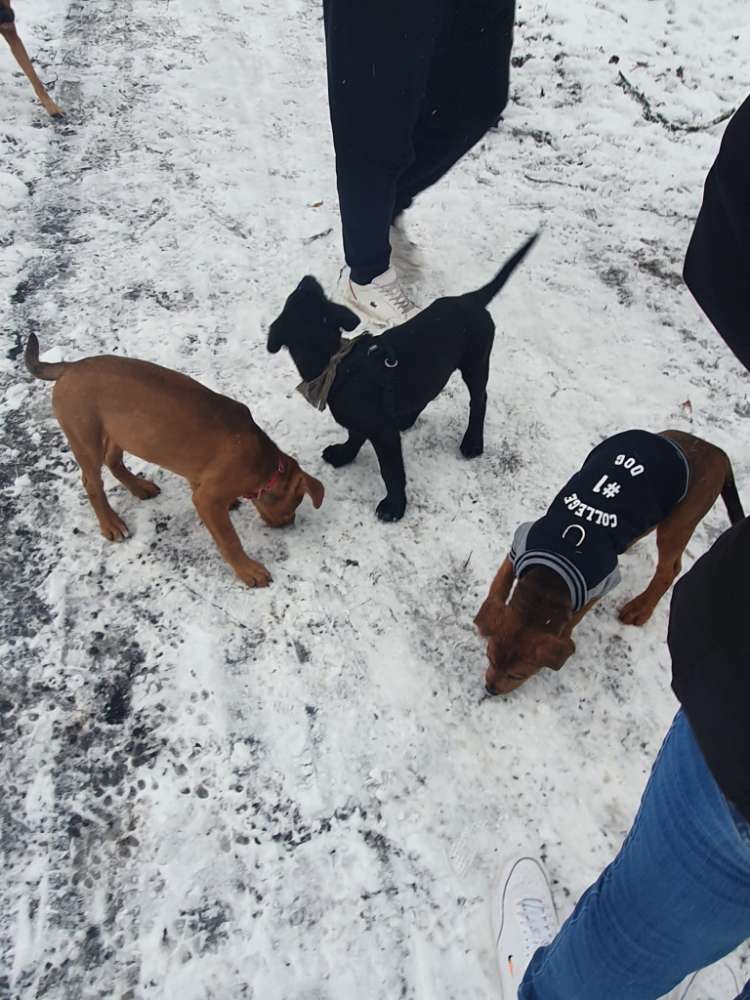 Hundetreffen-Welpen treffen in 18356 Barth-Profilbild