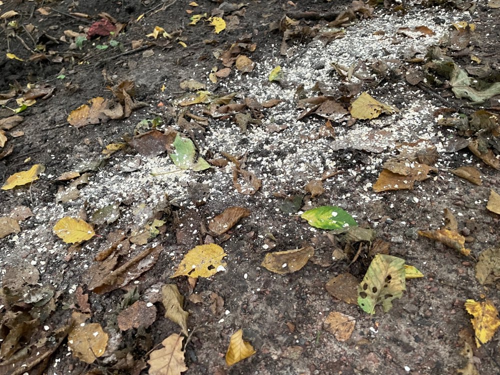 Giftköder-Haferflocken evtl. Gift?-Profilbild