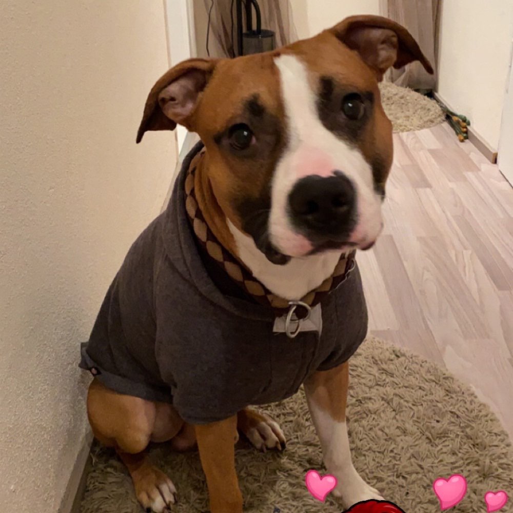 Hundetreffen-Neue Hundekontakte für Chicco😊-Profilbild