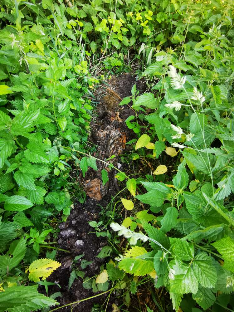 Giftköder-Tierkadaver-Profilbild