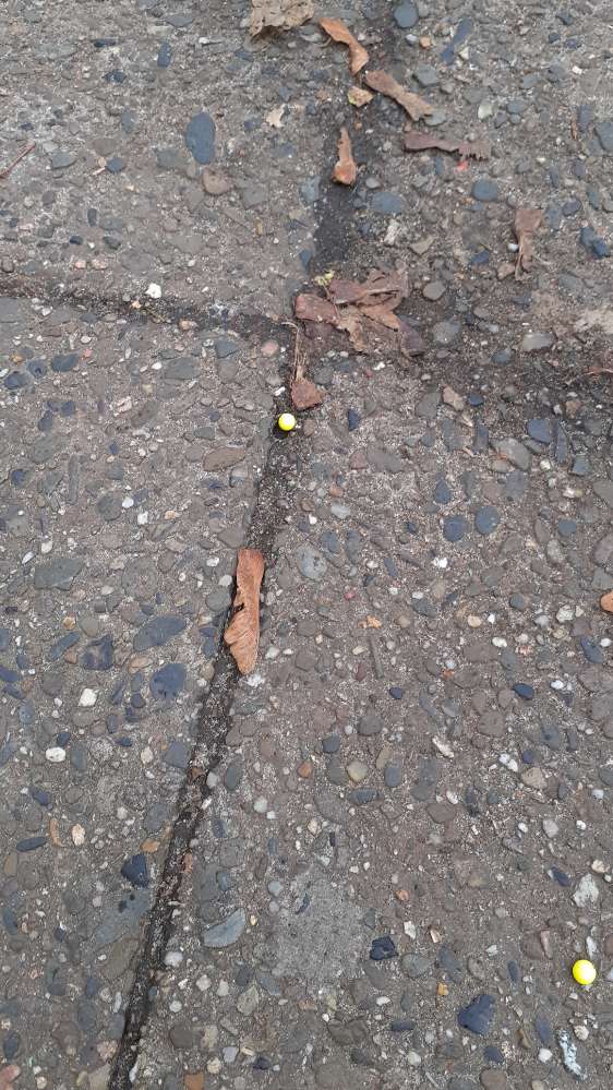 Giftköder-Gelbe Kügelchen-Profilbild