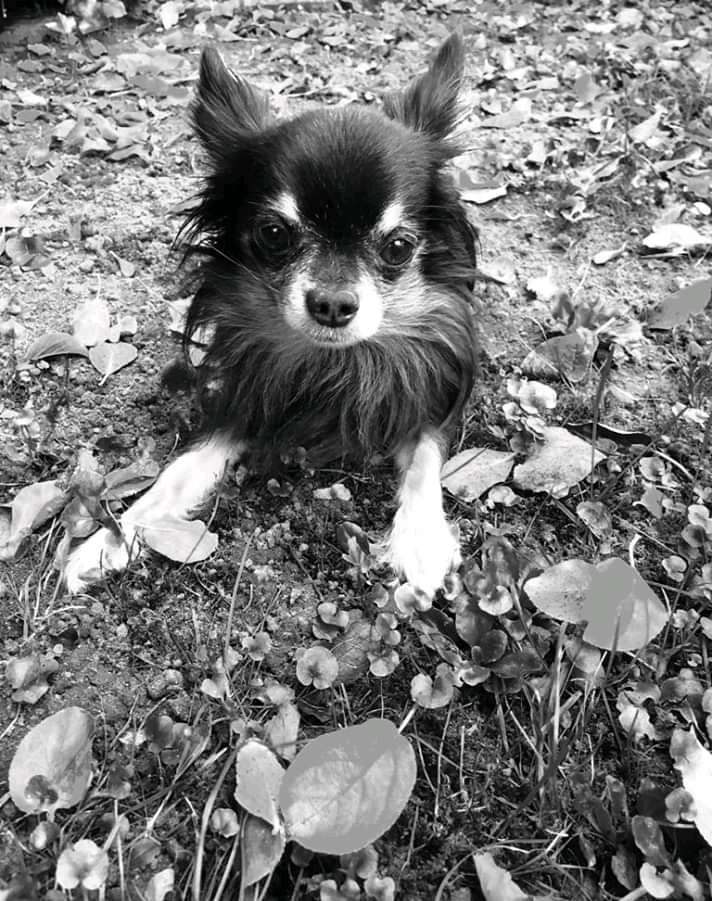 Hundetreffen-Max-Profilbild