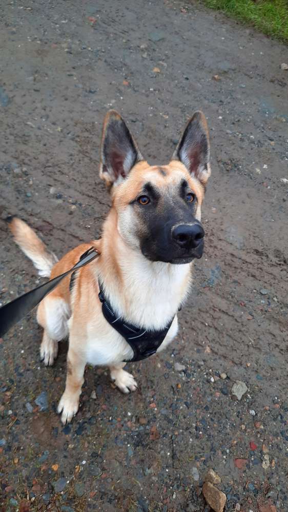 Hundetreffen-Spielfreund zum toben gesucht-Profilbild