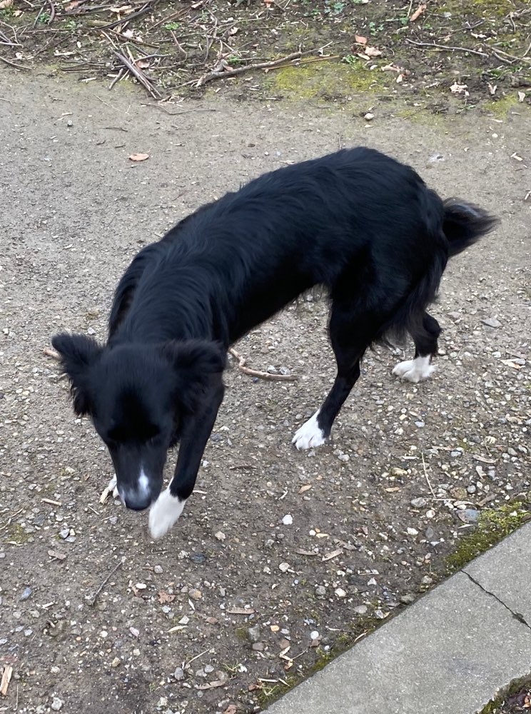 Hundetreffen-Spiel und Gassigefährten gesucht-Profilbild