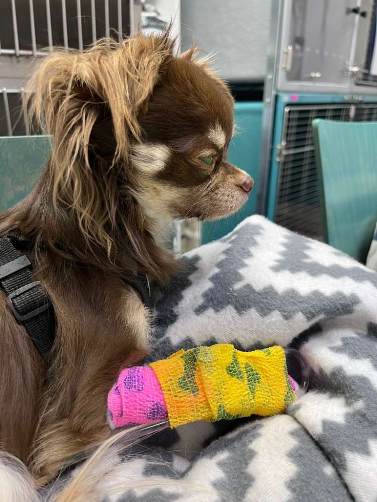 Giftköder-Giftköder-Profilbild