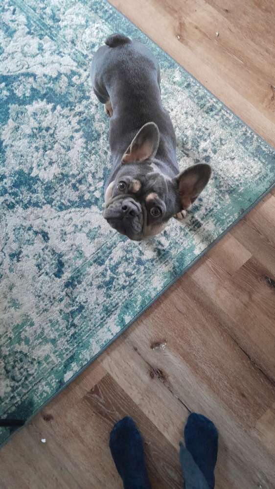 Hundetreffen-Neuer Hundekontakt-Profilbild