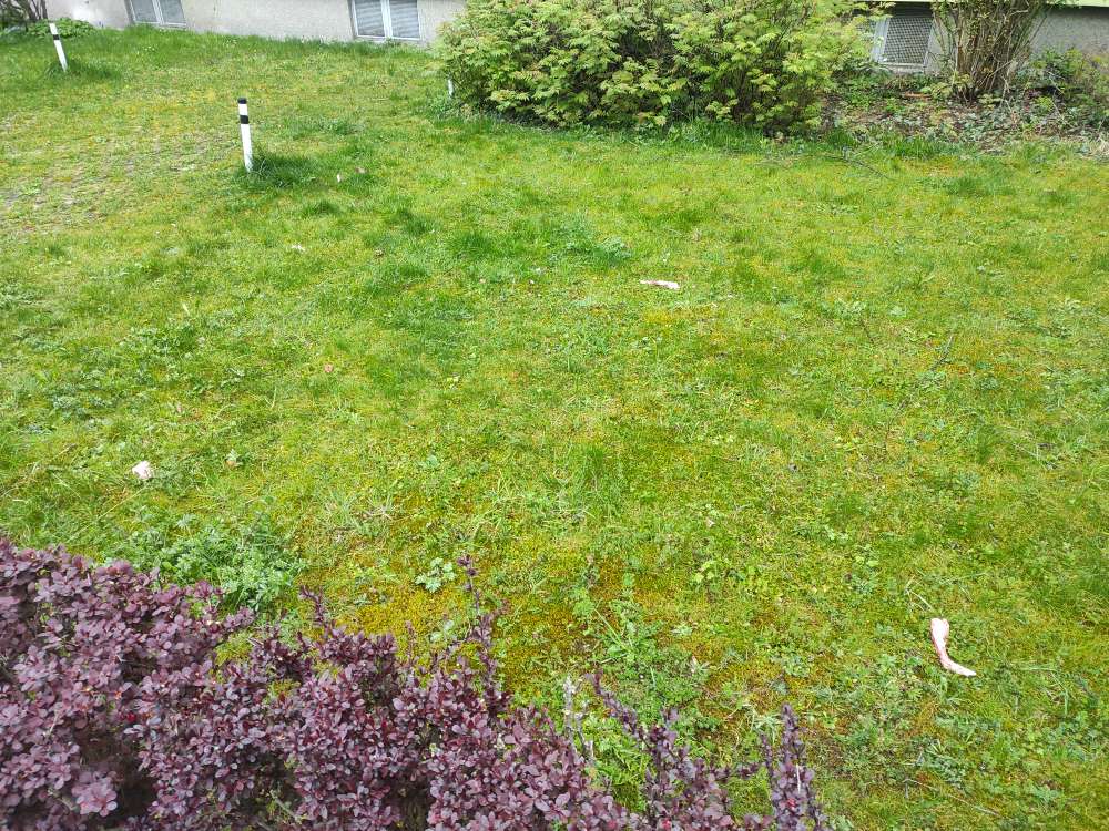 Giftköder-Rohes Fleisch auf Rasenfläche verteilt-Profilbild