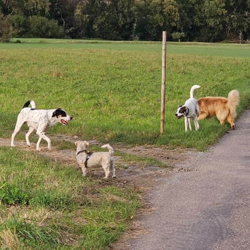 Hundetreffen-WhatsApp-Gruppe zum Spazieren und Austoben-Profilbild