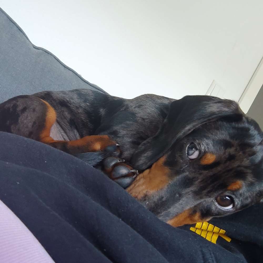 Hundetreffen-Welpentreffen-Profilbild