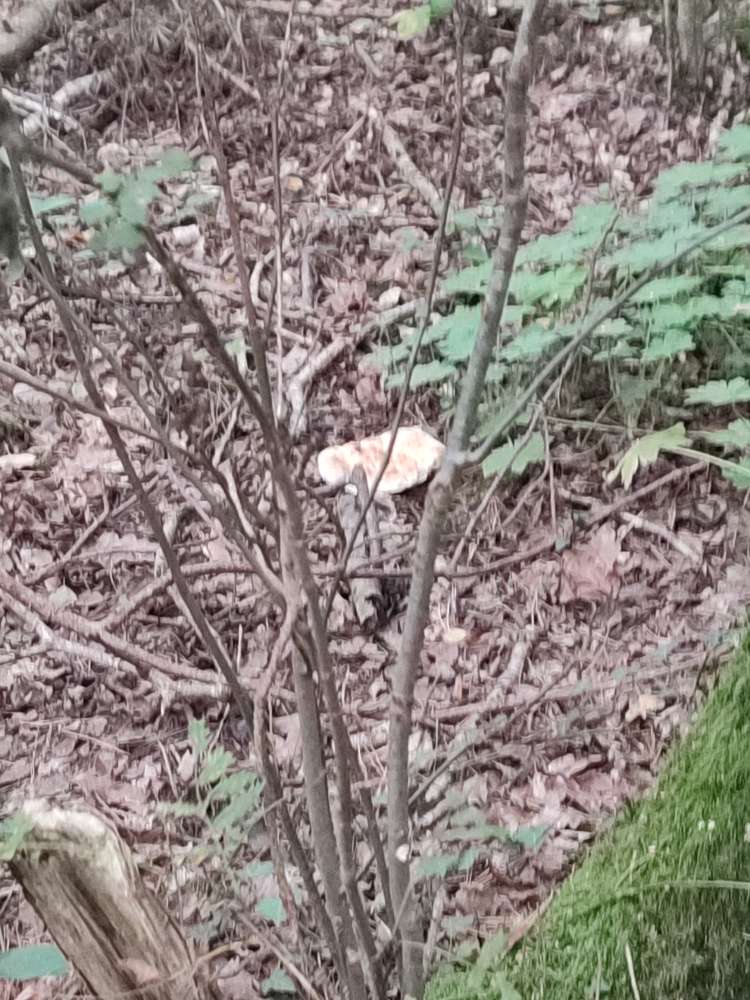 Giftköder-Brot und belegte Brötchen-Profilbild