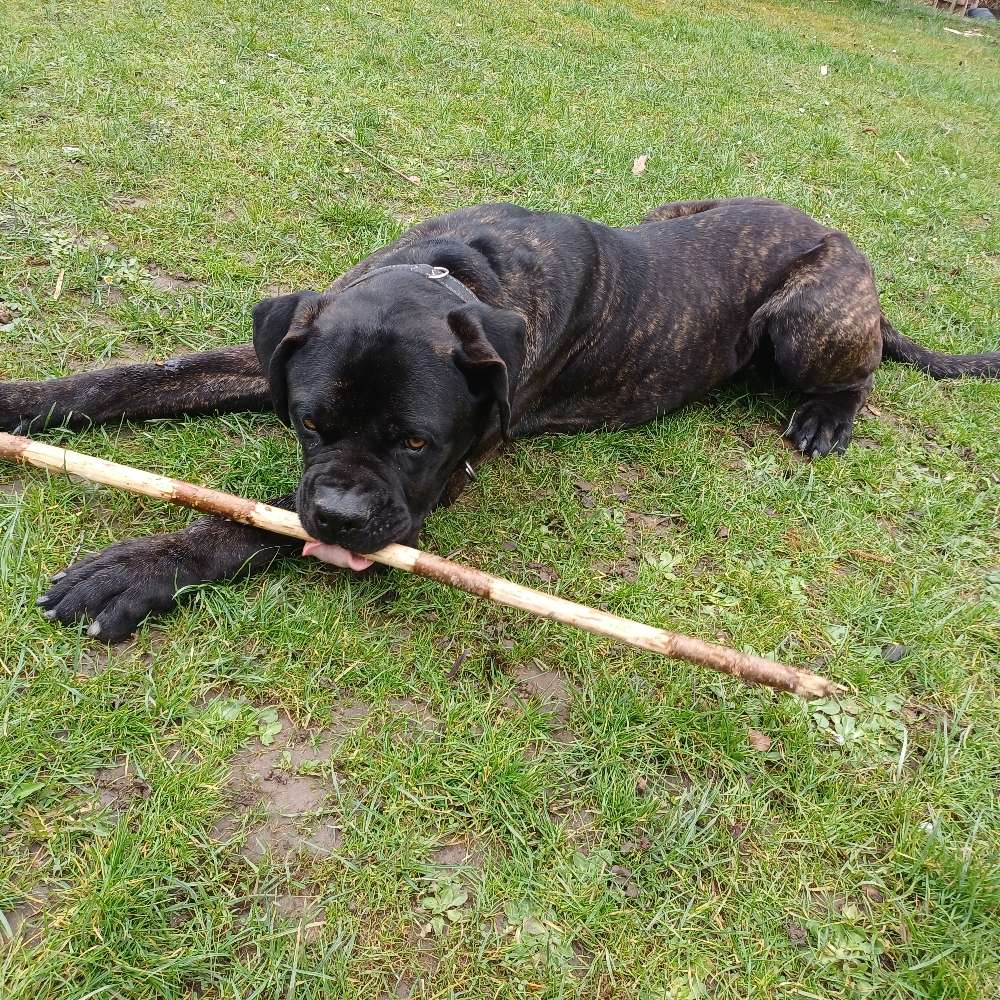 Hundetreffen-Hundetreffen zum Kennenlernen-Profilbild