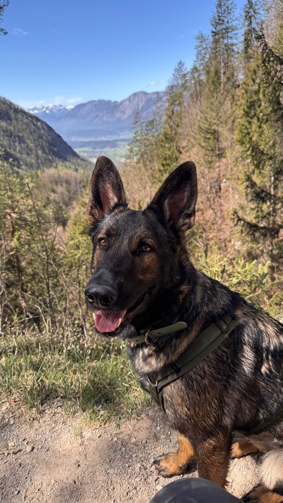 Hundetreffen-Spielkamerad für Lypsi-Profilbild
