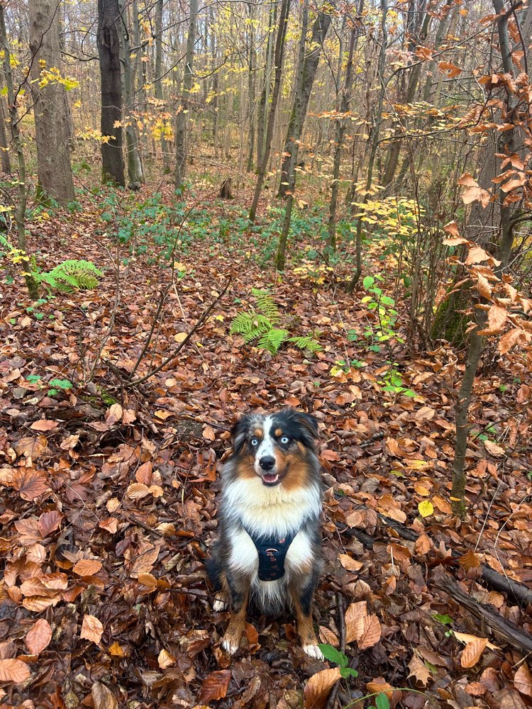Hundetreffen-Gemeinsame Spaziergänge & wenn’s passt auch Spieletreffs :)-Profilbild
