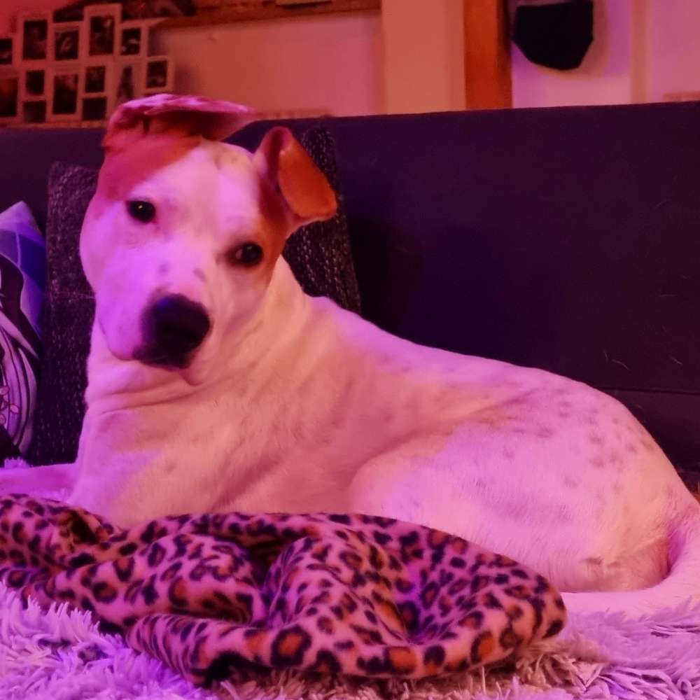 Hundetreffen-Spiel und Spaß für mittlere Robuste Hunde-Profilbild