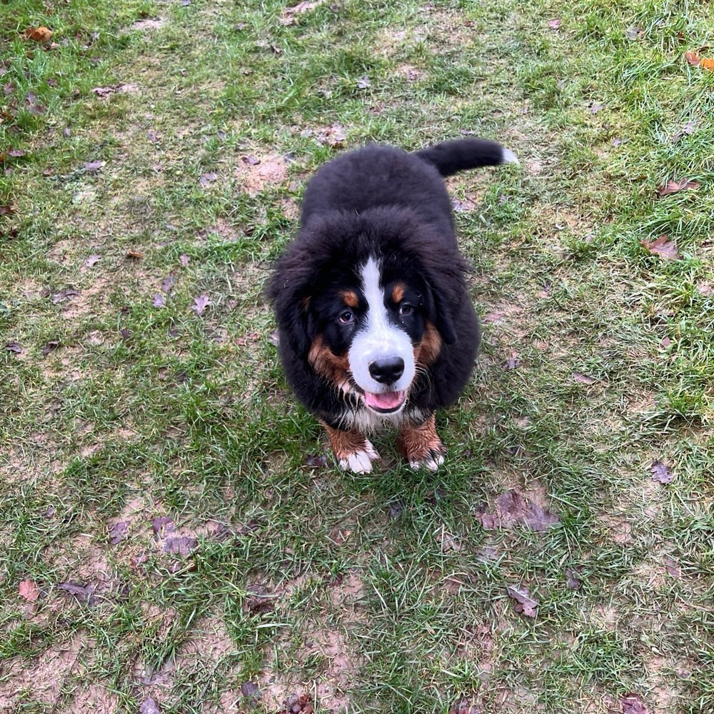 Hundetreffen-Welpentreffen-Profilbild