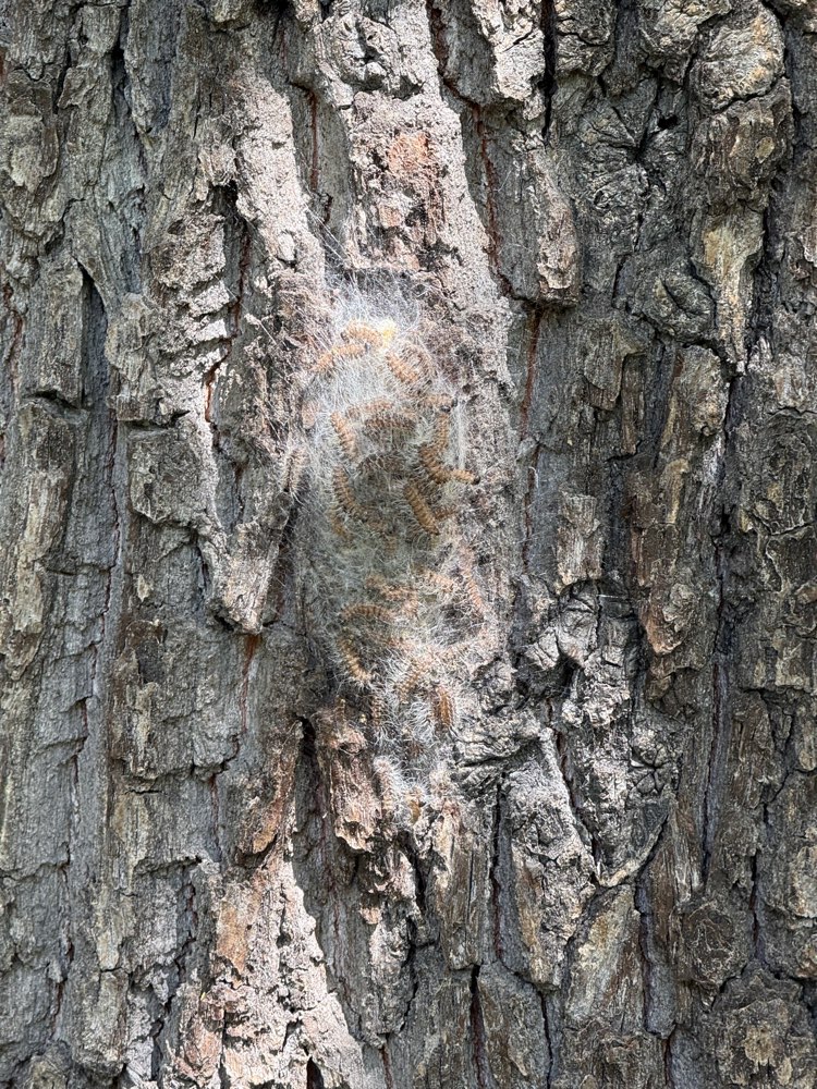 Giftköder-Eichenprozessionsspinner-Nest-Profilbild
