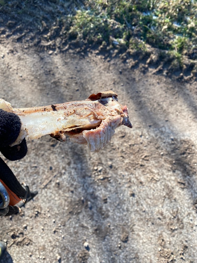 Giftköder-Mögliches Gift-Profilbild