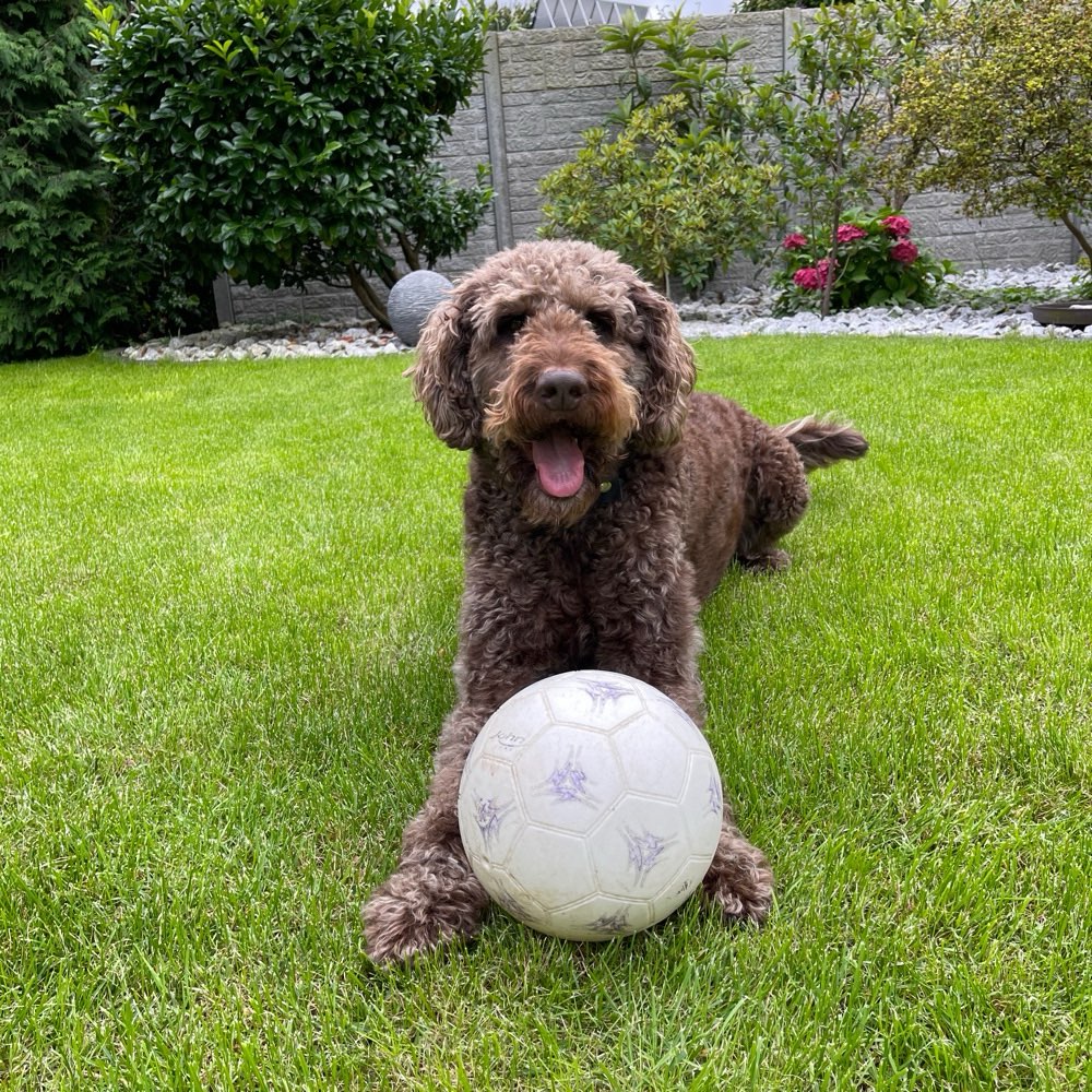 Giftköder-Toter Hund: Warnung vor Giftköder-Profilbild