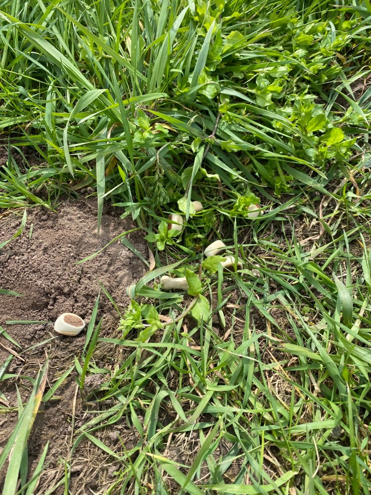 Giftköder-Leckerlies verteilt-Profilbild