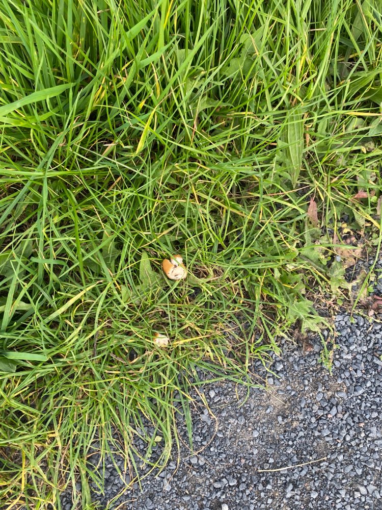 Giftköder-Würstchen am Rand des Weges-Profilbild