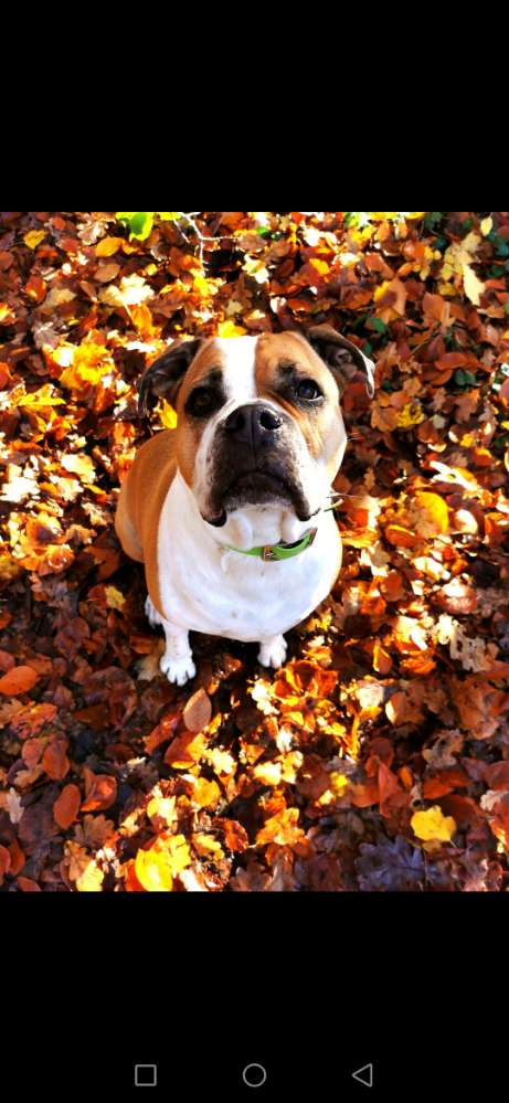 Hundetreffen-Hundekumpel gesucht-Profilbild