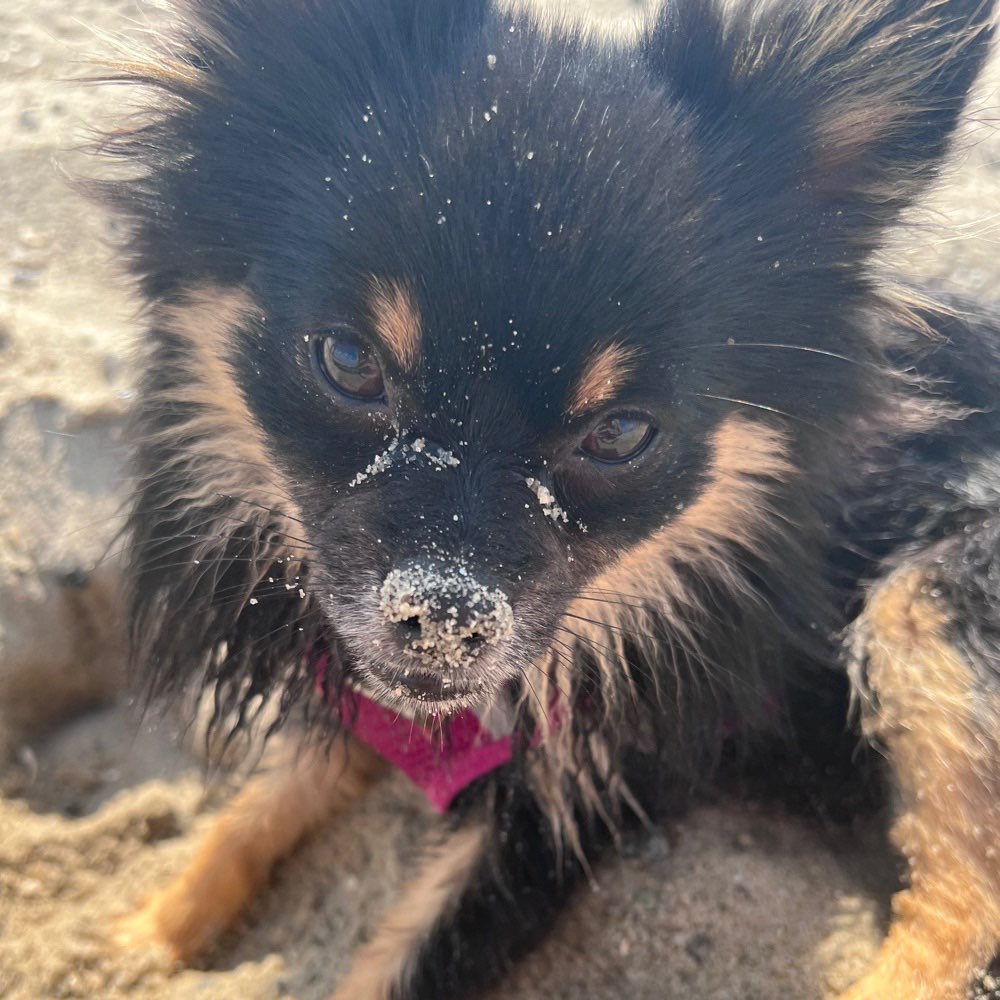 Hundetreffen-Gassirunde-Profilbild