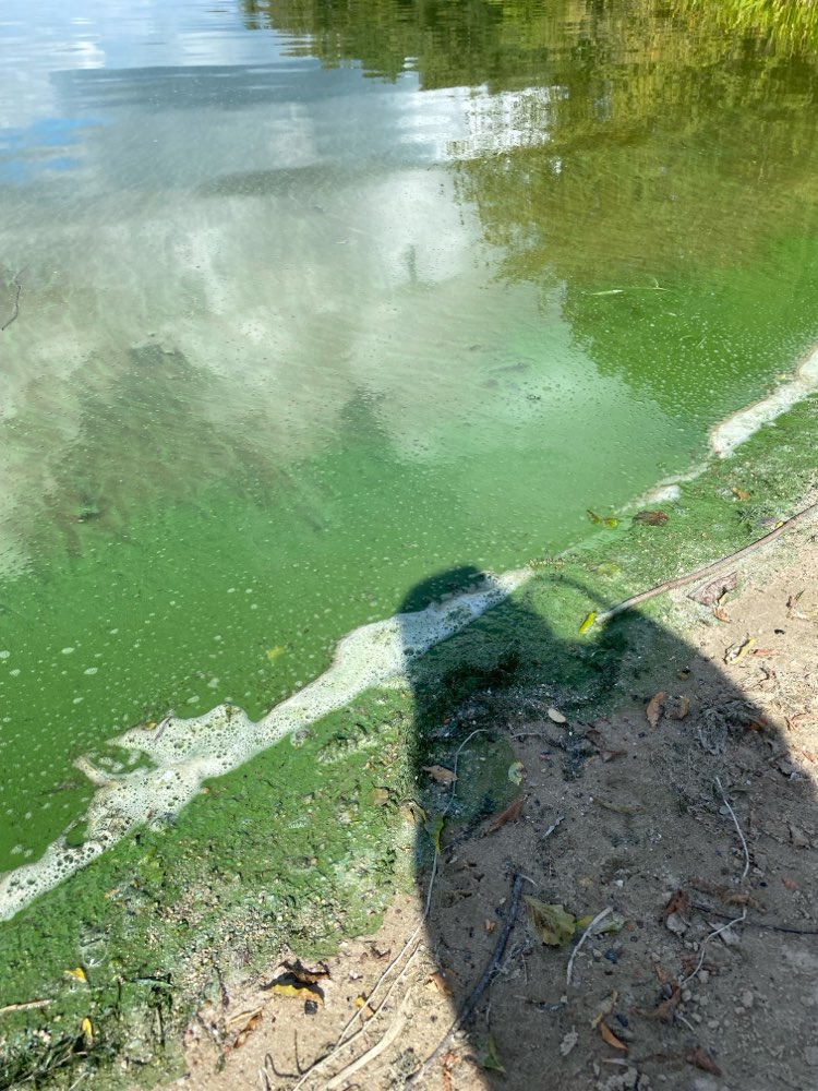 Giftköder-Blaualgen - Badestelle Saatwinkel-Profilbild