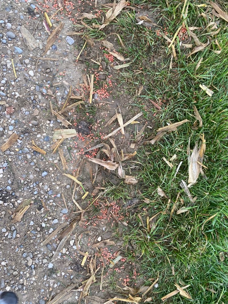 Giftköder-Beizweizen-Profilbild