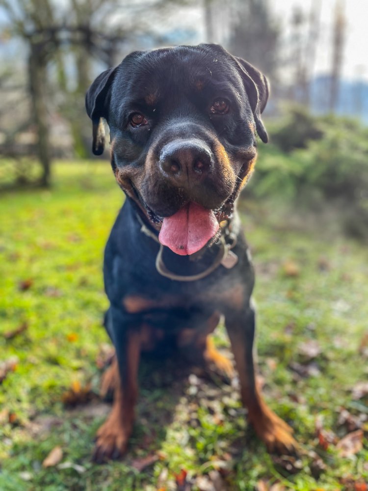 Hundetreffen-Social Walk 🐾-Profilbild