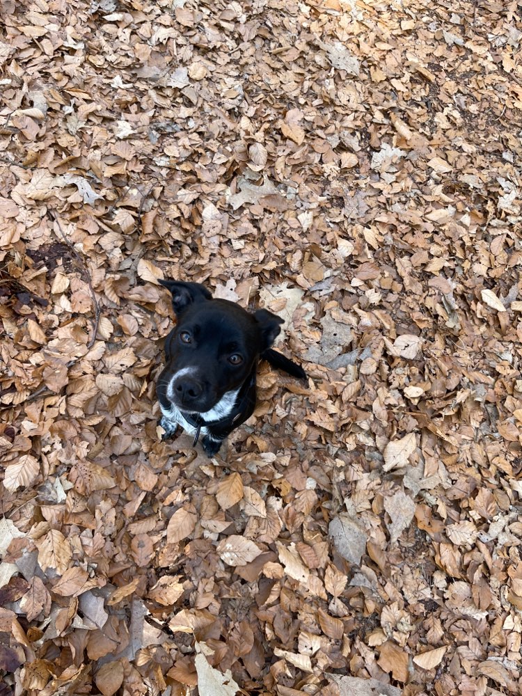 Hundetreffen-Hundefreunde zum Spazieren und Toben 🙂🐕‍🦺-Profilbild