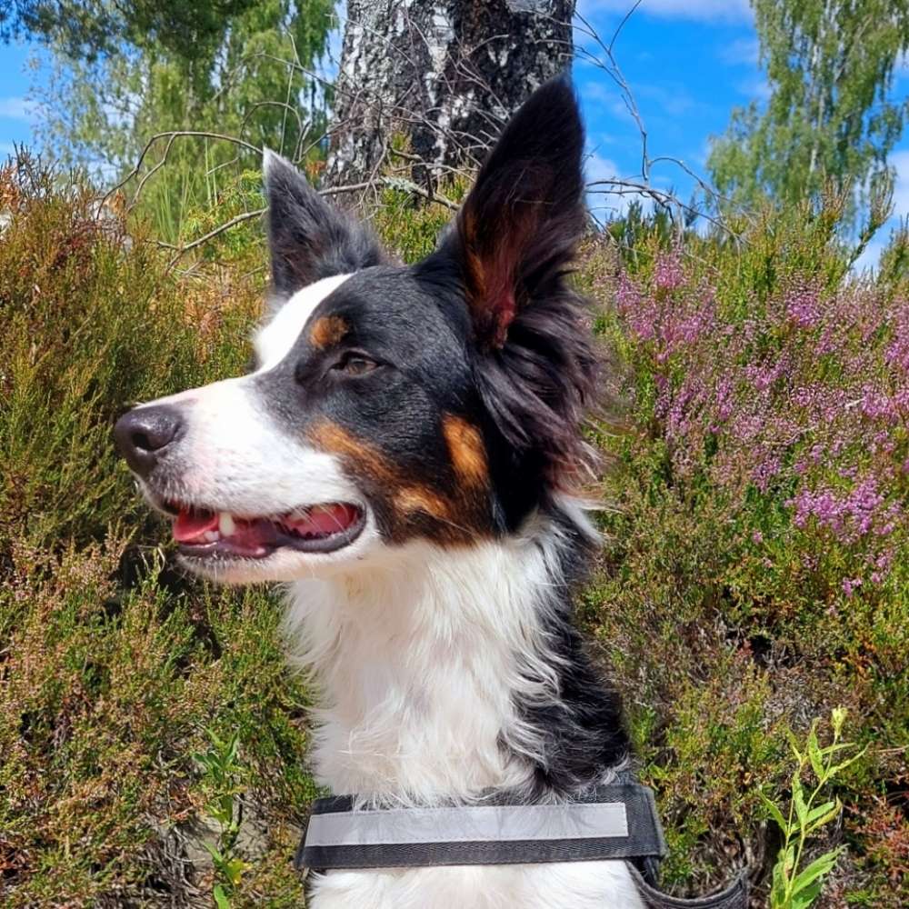Hundetreffen-Emma 16 Monate sucht Hundetreffen-Profilbild