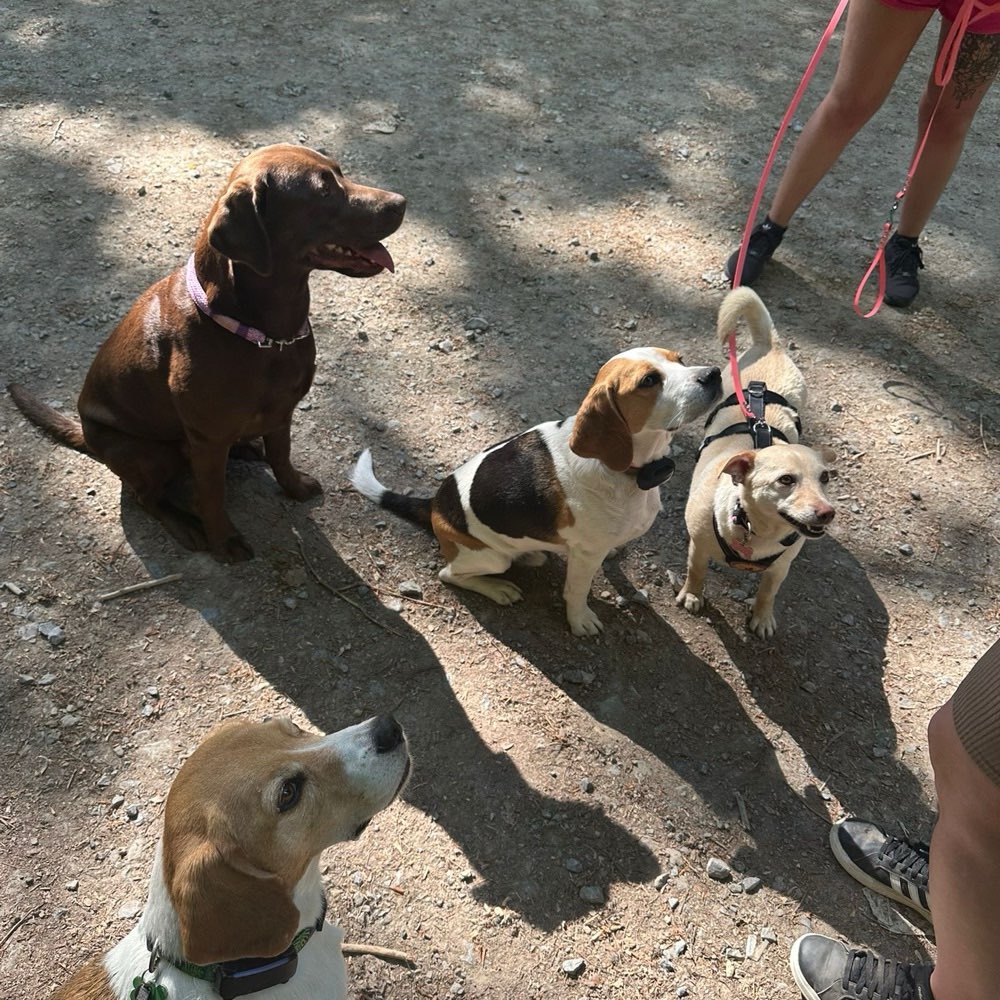 Hundetreffen-Spielstunde im Garten-Profilbild