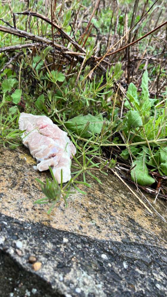 Giftköder-Ausgelegtes Fleisch-Profilbild