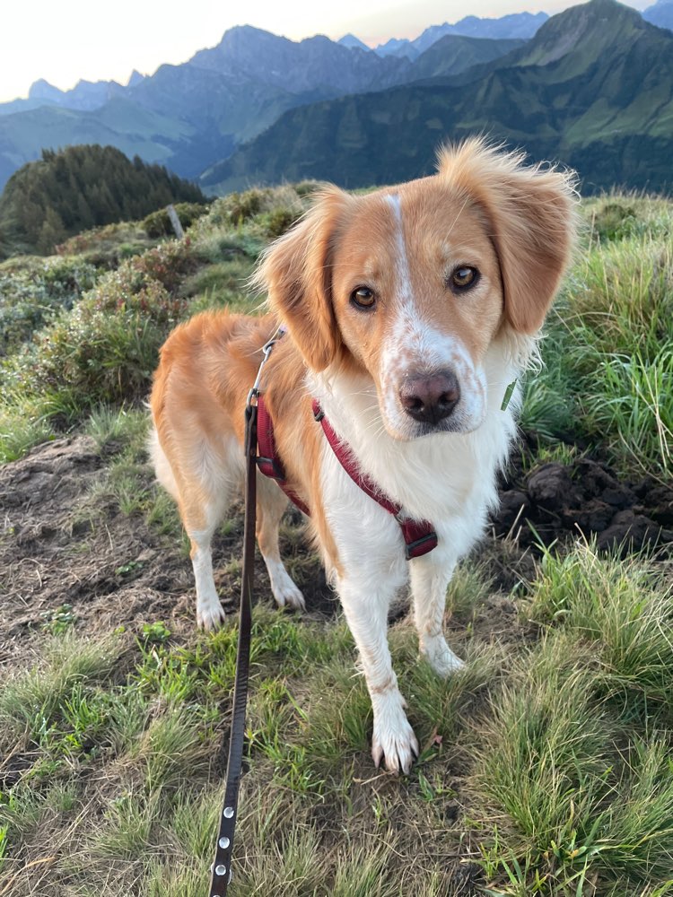 Hundetreffen-Spieltreffen-Profilbild