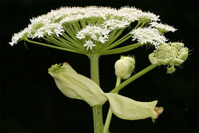 Giftköder-Riesenbärenklau in Waldenau-Profilbild
