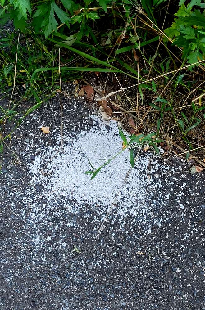 Giftköder-Verdächtige feine weiße Körnchen-Profilbild