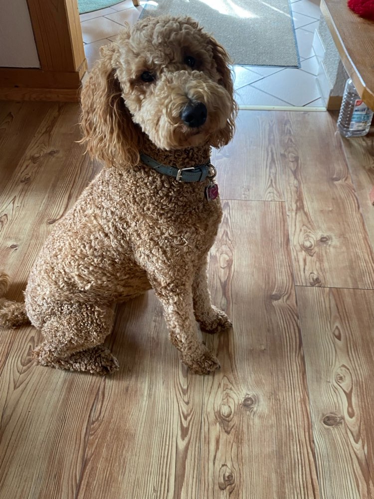 Hundetreffen-Treffen zum spazieren und spielen mit Emma-Profilbild