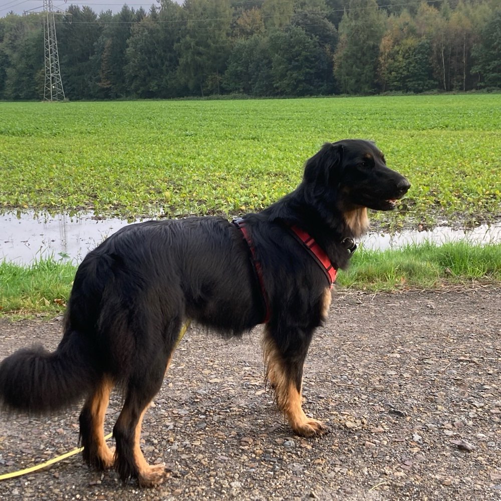 Hundetreffen-Nette, große Hunde zum Gassi & Toben gesucht-Profilbild