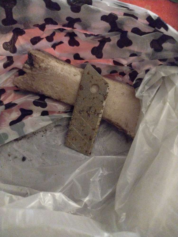 Giftköder-Knochenstück mit Cutter-Messerklinge-Profilbild