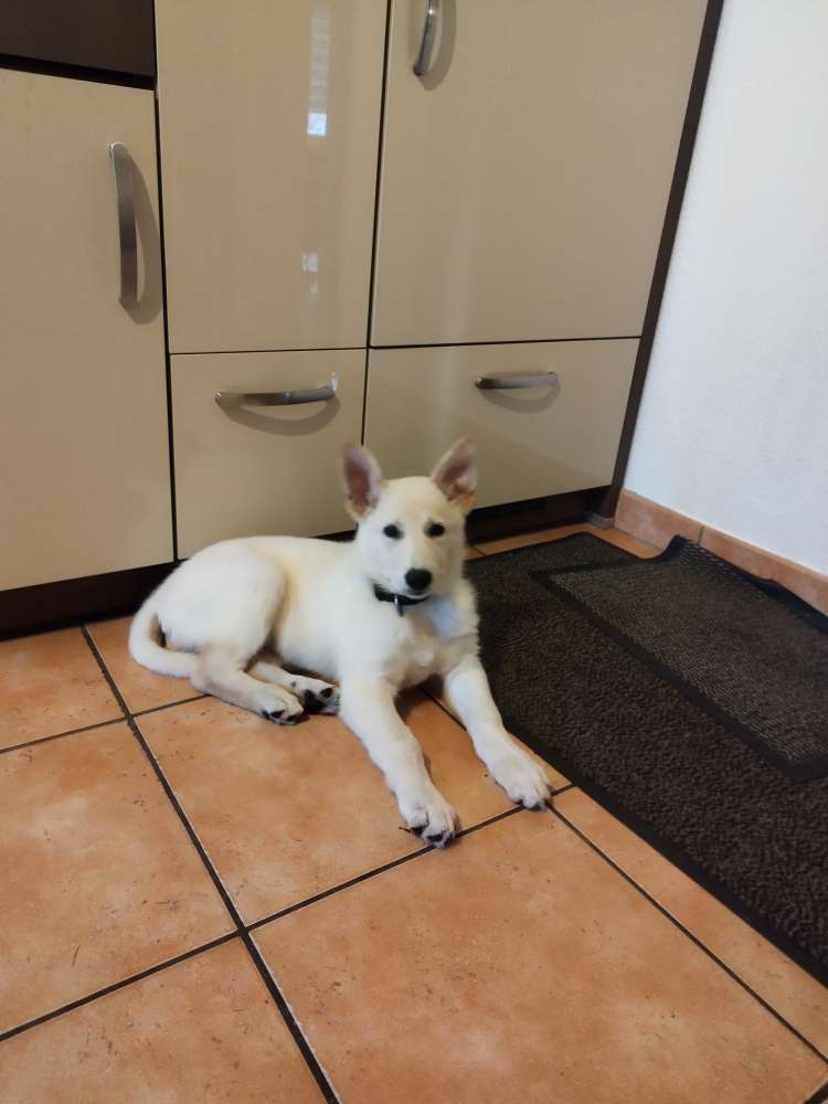 Hundetreffen-Welpen zum Spielen gesucht-Profilbild